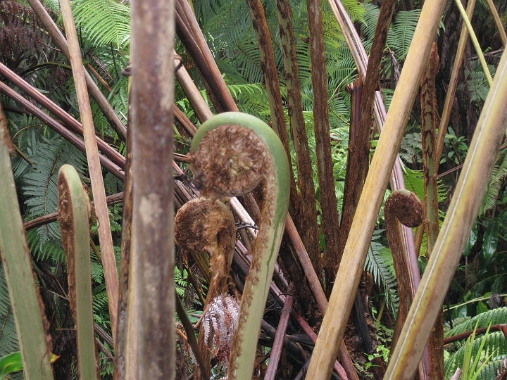 12 Thurston Lava Tube.jpg
